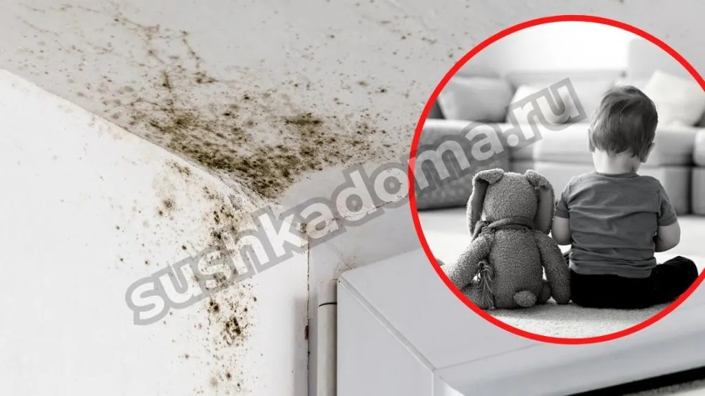 Удаление плесени в квартире
