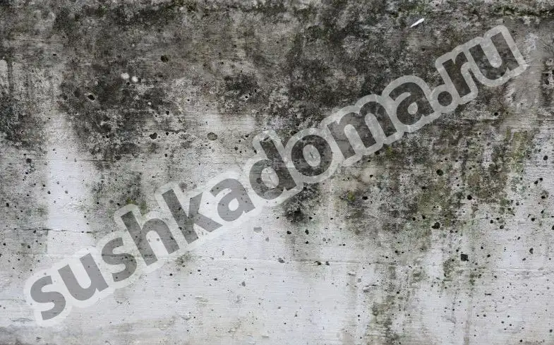 Удаление плесени в бетоне. Комплексный подход