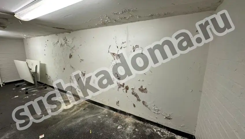 Как избавиться от плесени в подвале — профессиональные услуги