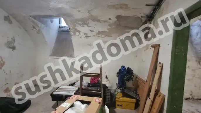 Как избавиться от плесени в подвале — профессиональные услуги