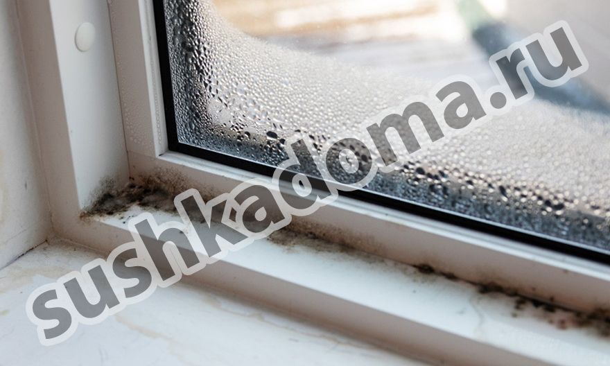 Как избавиться от плесени на окнах. Комплексное решение проблемы
