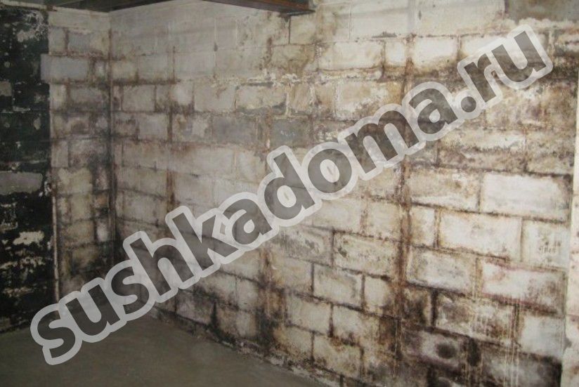 Как избавиться от плесени в подвале — профессиональные услуги