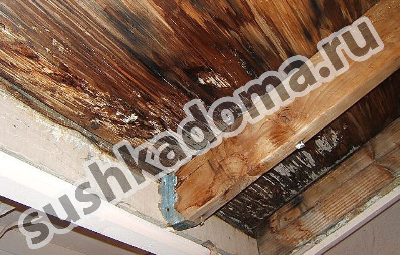 Плесень на чердаке: причины появления и эффективные способы устранения 