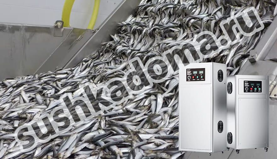 Озонаторы для мясной и рыбной промышленности — аренда и продажа оборудования