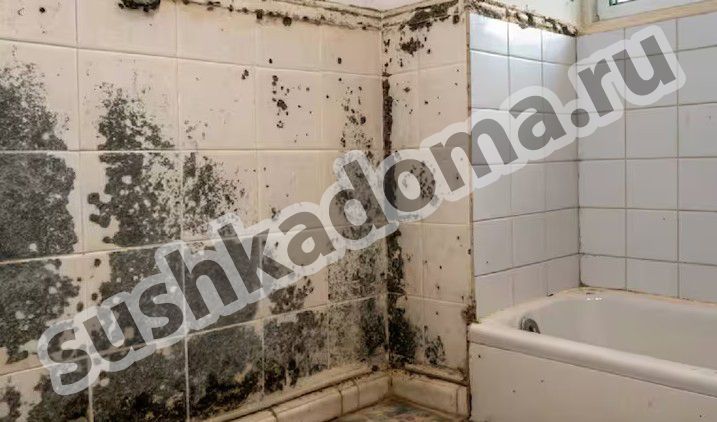 Как избавиться от плесени в швах плитки – профессиональная помощь