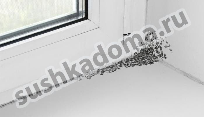 Как избавиться от плесени на окнах. Комплексное решение проблемы