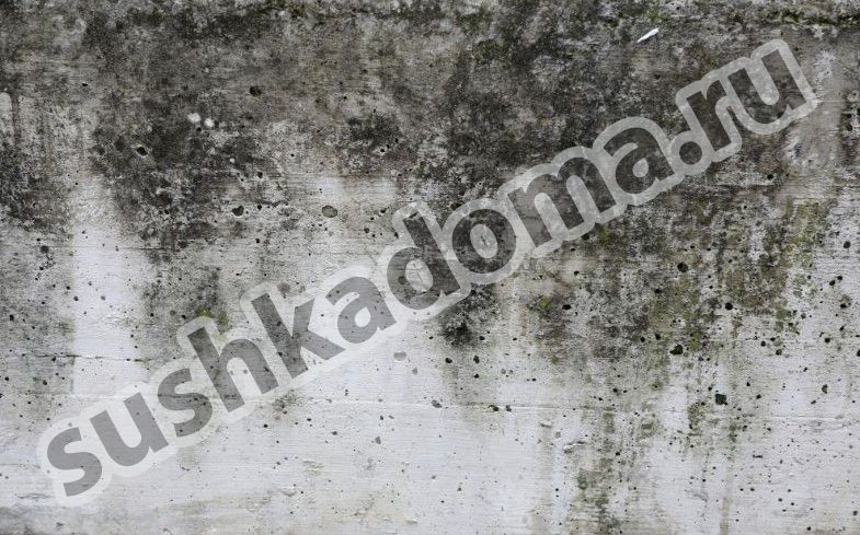 Удаление плесени в бетоне. Комплексный подход