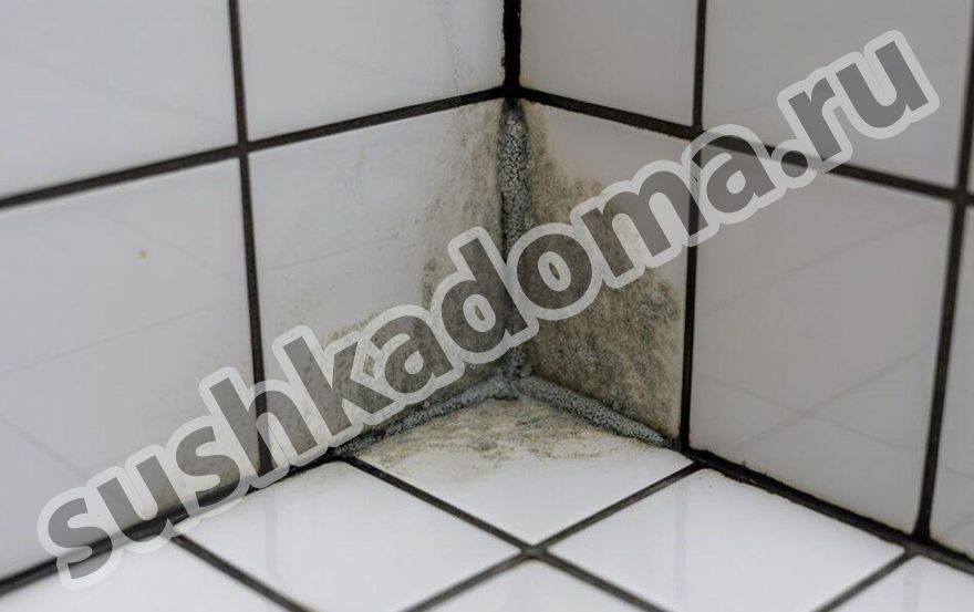 Как избавиться от плесени в швах плитки – профессиональная помощь