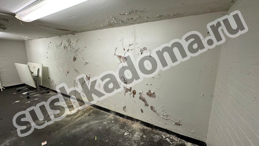 Как избавиться от плесени в подвале — профессиональные услуги