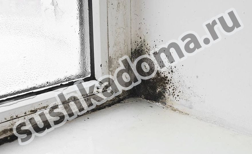Как избавиться от плесени на окнах. Комплексное решение проблемы