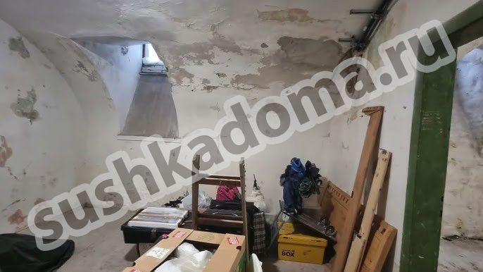 Как избавиться от плесени в подвале — профессиональные услуги