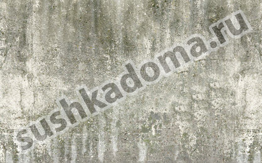 Удаление плесени в бетоне. Комплексный подход