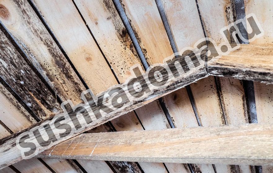 Плесень на чердаке: причины появления и эффективные способы устранения 