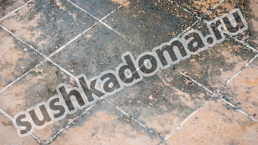 Как избавиться от плесени в швах плитки – профессиональная помощь