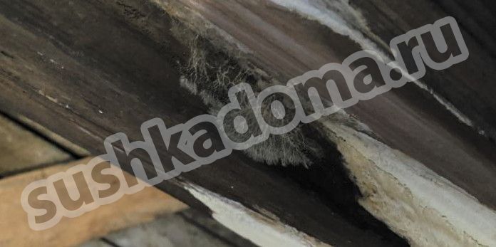Плесень на чердаке: причины появления и эффективные способы устранения 